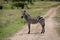 Plains zebra stands on track turning head