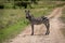 Plains zebra stands on track watching camera