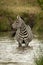Plains zebra stands in water turning head