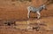 Plains zebra and warthog at the waterhole