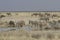 Plains Zebra at Watering Hole, Etosha National Park, Namibia