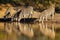 Plains Zebras drinking