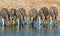 Plains Zebras drinking water