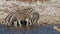Plains zebras drinking water - Etosha National Park