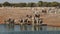 Plains zebras drinking water - Etosha National Park