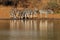 Plains zebras drinking water - Kruger National Park