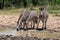 Plains zebras drinking water from a pond in the wild in South Africa.