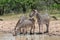 Plains zebras drinking water from a pond in the wild in South Africa.