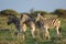 Plains zebras - Etosha National Park