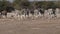 Plains zebras - Etosha National Park