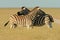 Plains Zebras, Etosha National Park, Namibia