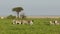 Plains zebras on Etosha plains