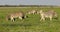 Plains zebras on Etosha plains