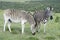Plains Zebras foraging in Addo Elephant National Park