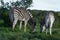 Plains Zebras foraging in Addo Elephant National Park