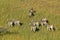 Plains zebras in grassland