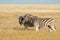 Plains zebras in grassland - Etosha National Park