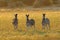 Plains zebras in grassland at sunset