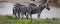 Plains zebras grazing fresh boil on a plain near water