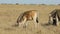 Plains zebras grazing in grassland