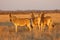 Plains zebras in late afternoon light