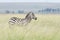 Plains zebras looking alert in distance, on Savannah