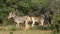 Plains zebras in natural habitat - South Africa