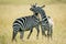 Plains zebras play fight in long grass