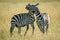 Plains zebras play fight in tall grass