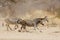 Plains zebras running on dusty plains