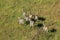 Plains zebras running in in grassland