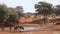 Plains zebras and tsessebe antelopes at a waterhole
