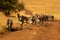 Plains zebras walk towards camera on track