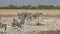 Plains zebras walking - Etosha