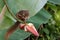 a plaintain squirrel eat edible banana flower