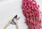 Plainted in pink dried spikelets plant bouquet and prunning shears tool laying on white wooden background. Florist