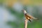 Plaintive Cuckoo bird