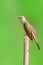 Plaintive Cuckoo bird