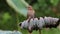 Plaintive Cuckoo Cacomantis merulinus Female Birds of Thailand