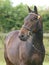 Plaited Horse Head Shot