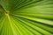 Plam leaf in garden.Tropical plant with fresh leaf background photo.