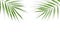 Plam leaves on white background with clipping path for tropical leaf design element.vector illustration design