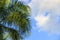 plam tree or coconut branch with bluesky background