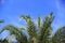 plam tree or coconut branch with bluesky background