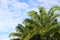 plam tree or coconut branch with bluesky background