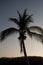 Plamtrees with a blue sky and some clouds a bright day in Huatulco Oaxaca, Mexico