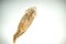 Planaria flatworm