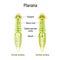 Planarian Anatomy. Dorsal and Ventral surface, Gastrovascular cavity and Nerve cord