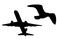 Plane and Bird