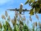 The plane flies low over the stems of common reed with dark beige spikelets-panicles - view from below